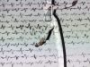 ecg-var